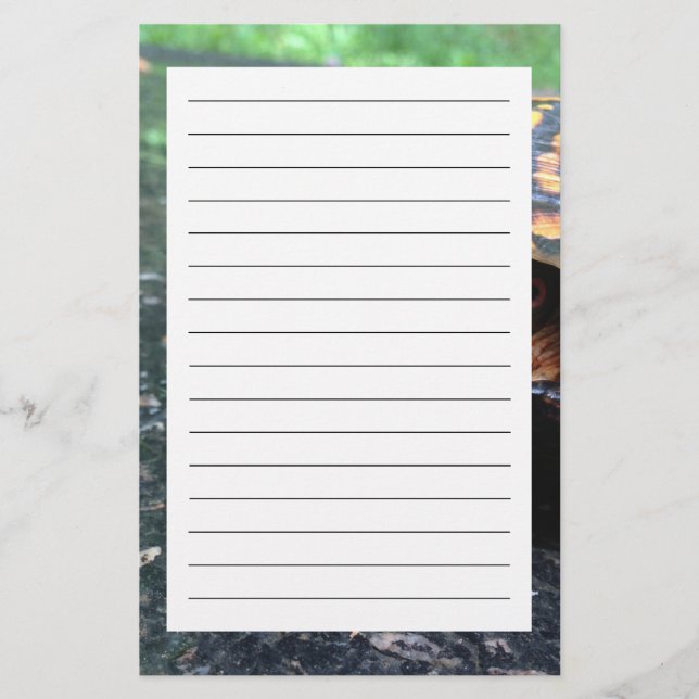 Papelería Tortuga de caja (Anverso)