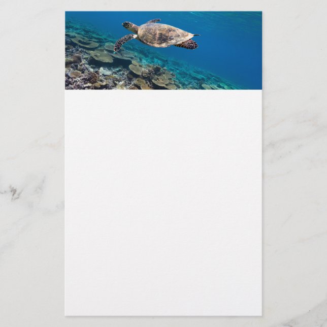 Papelería Tortuga marina (Anverso)