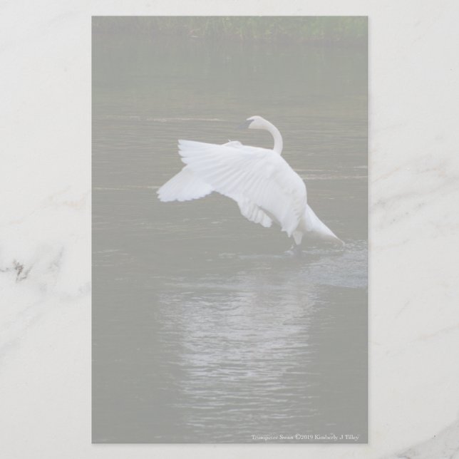Papelería Trumpeter Swan (Anverso)