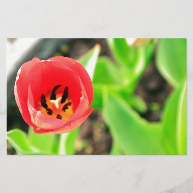 Papelería Tulip (Anverso)