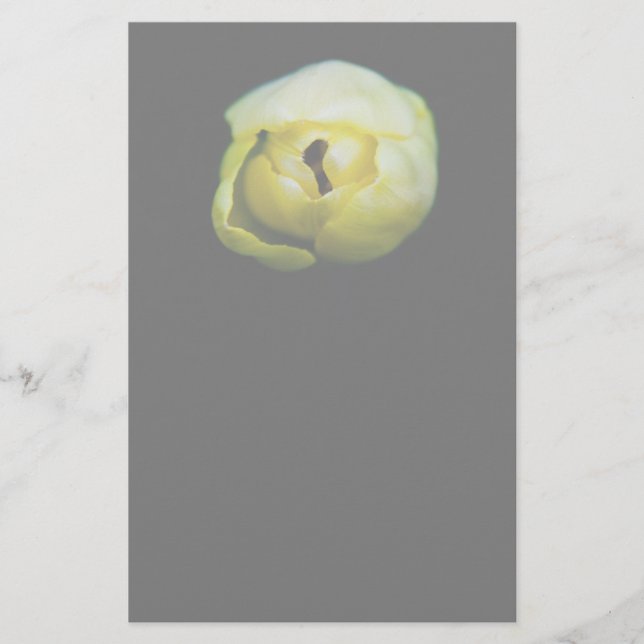 Papelería Tulip cerrado (Anverso)