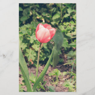 Papelería Tulipán