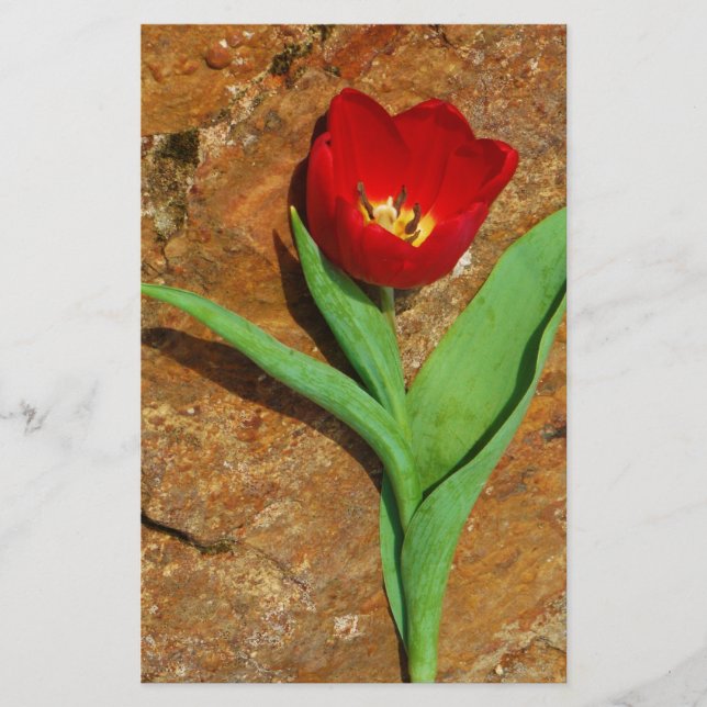 Papelería Tulipán amarillo y rojo (Anverso)