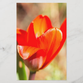 Papelería Tulipán Rojo