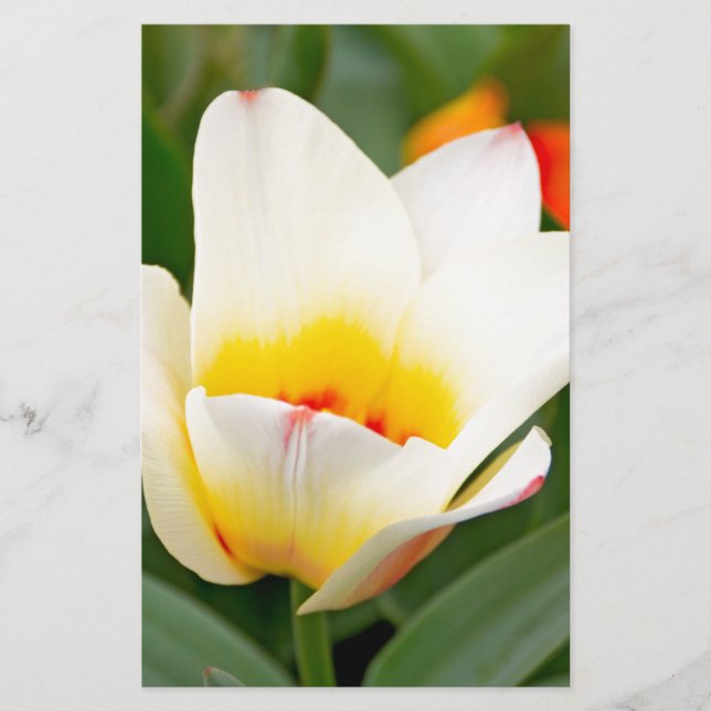 Papelería Tulipanes (Anverso)