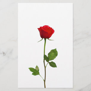 PAPELERÍA UN ROSA ROJO DEL TRONCO LARGO