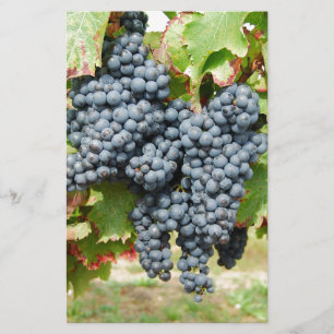Papelería Uvas de vino de Francia