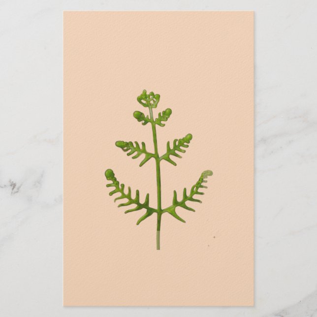 Papelería verde primavera (Anverso)