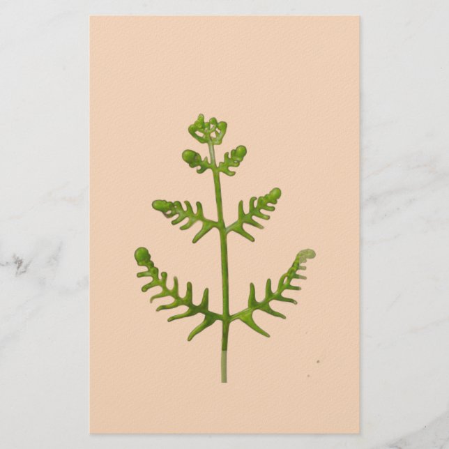 Papelería verde primavera (Anverso)