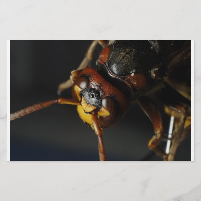 Papelería Wasp (Anverso)