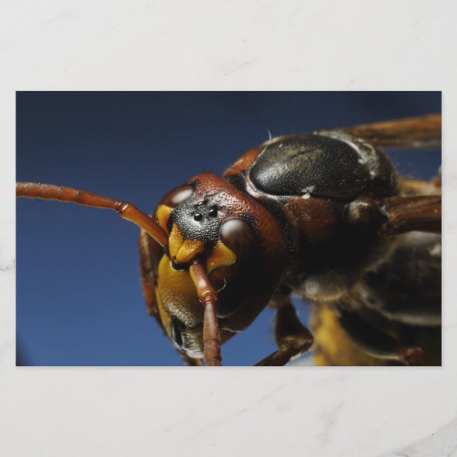 Papelería Wasp (Anverso)