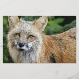 Papelería Wild Fox