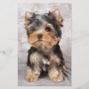 Papelería Yorkie maravilloso