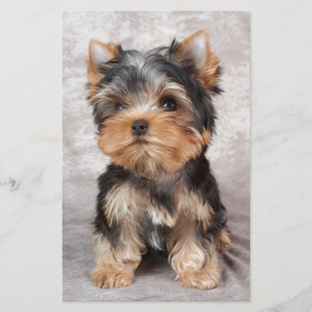 Papelería Yorkie maravilloso (Anverso)