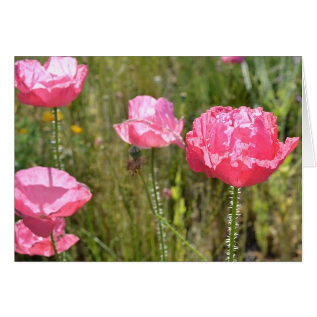 Papeles rosas islandeses (Anverso (Horizontal))