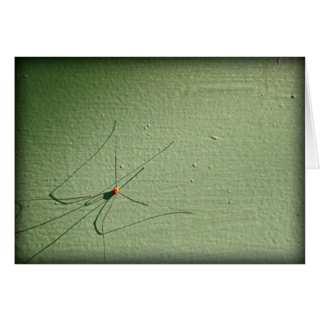 Papi de piernas largas (Anverso (Horizontal))