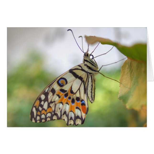 Papilio demoleus (Anverso (Horizontal))