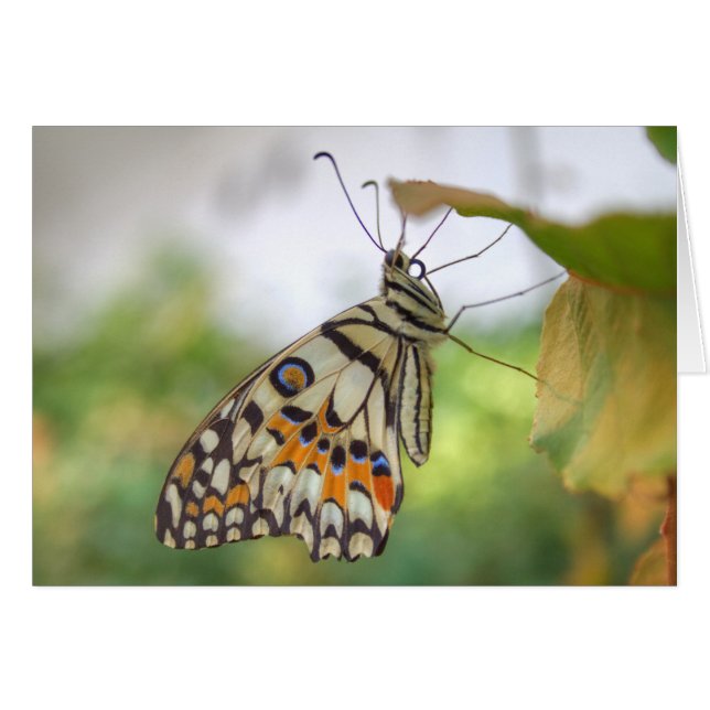 Papilio demoleus (Anverso (Horizontal))
