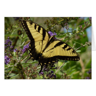 Papilio en Buddleja