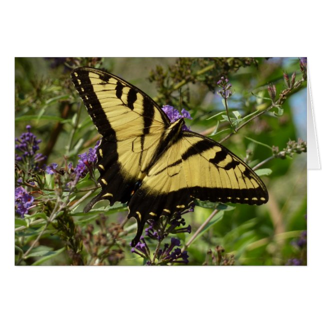 Papilio en Buddleja (Anverso (Horizontal))
