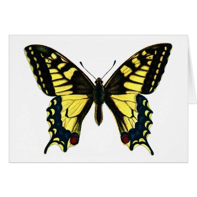 Papilio machaon (Anverso (Horizontal))