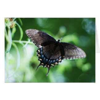 "papillon de jardin" por Larry Coressel