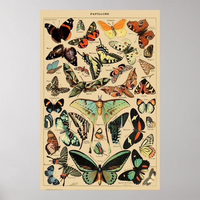 Papillon de mariposa de época de arte de Ilustraci (Frente)