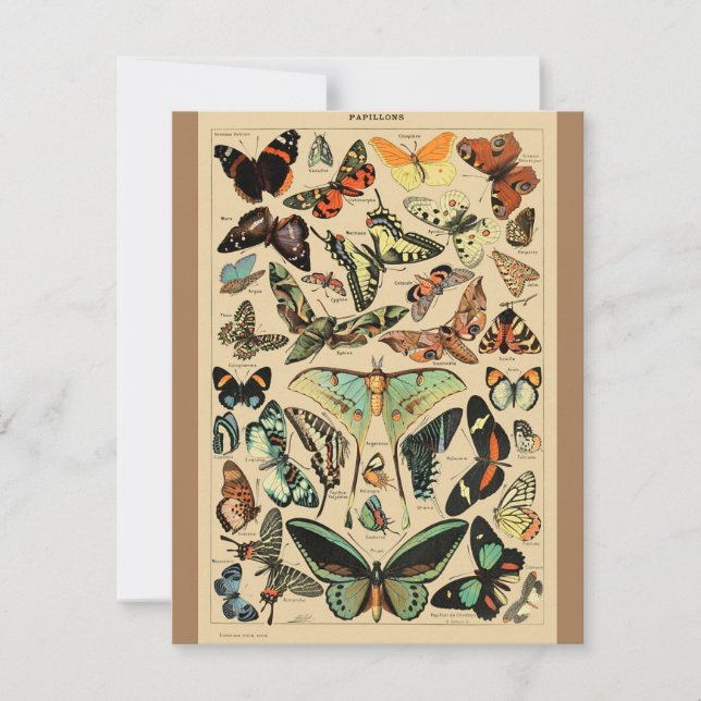 Papillon de mariposa de época de arte de Ilustraci (Anverso)