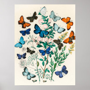 Papillon de mariposa de época de arte de Ilustraci