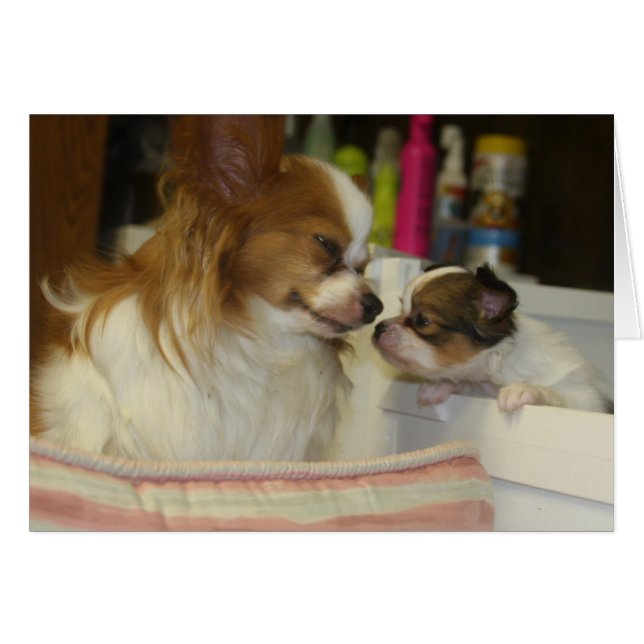 Papillon Mom y Baby (Anverso (Horizontal))