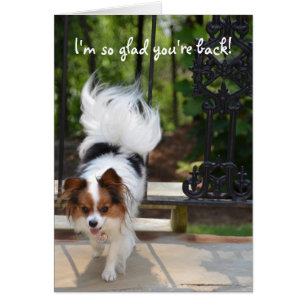 Papillon soy así que alegre usted está detrás