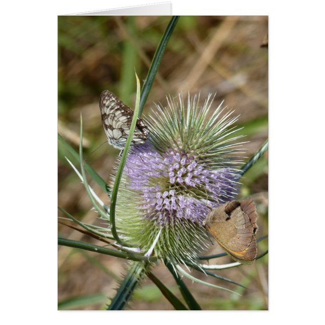 Papillones (Frente)