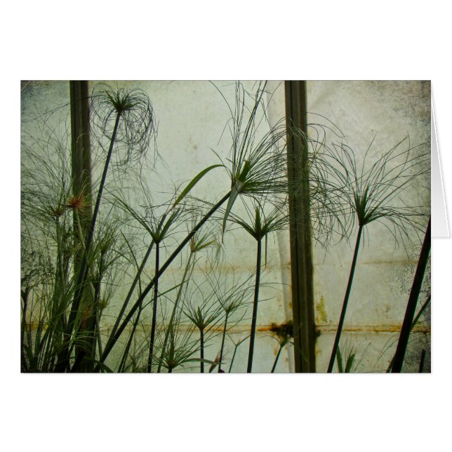 Papiro (Anverso (Horizontal))