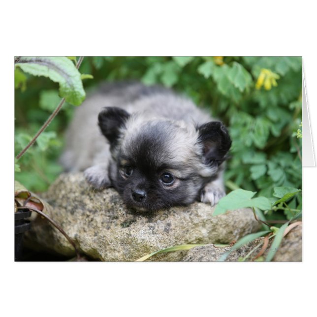 Papúa chihuahua de larga data (Anverso (Horizontal))