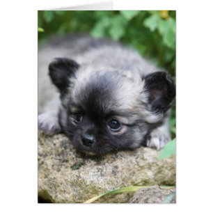 Papúa chihuahua de larga data