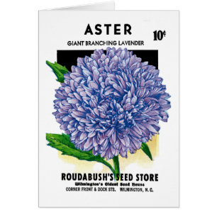 Paquete de la semilla del vintage del aster