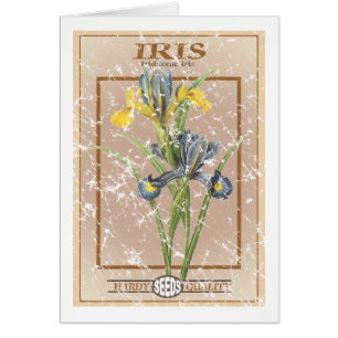 Paquete de semillas de Iris - angustiado