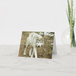 Paquete del diente de sierra: Lobos de la tarjeta