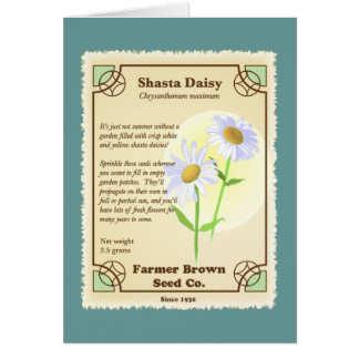 Paquete Shasta Daisy Seed