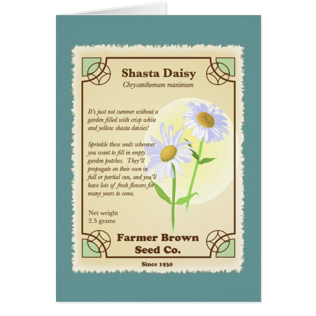 Paquete Shasta Daisy Seed (Frente)