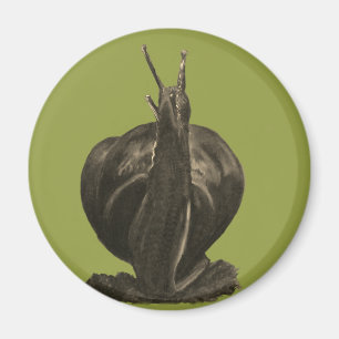 Paquetes de caracol Imán redondo