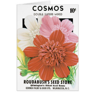 Paquetes de Semillas Vintage, Flores Cosmos Garden