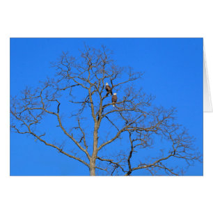 Par de águila calva en el árbol