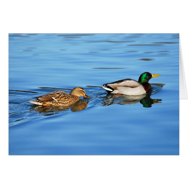 Par de patos mallard (Anverso (Horizontal))
