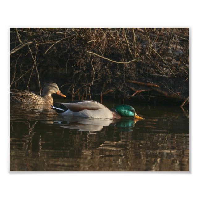 Par de patos mallard alimentando fotografía impres (Frente)
