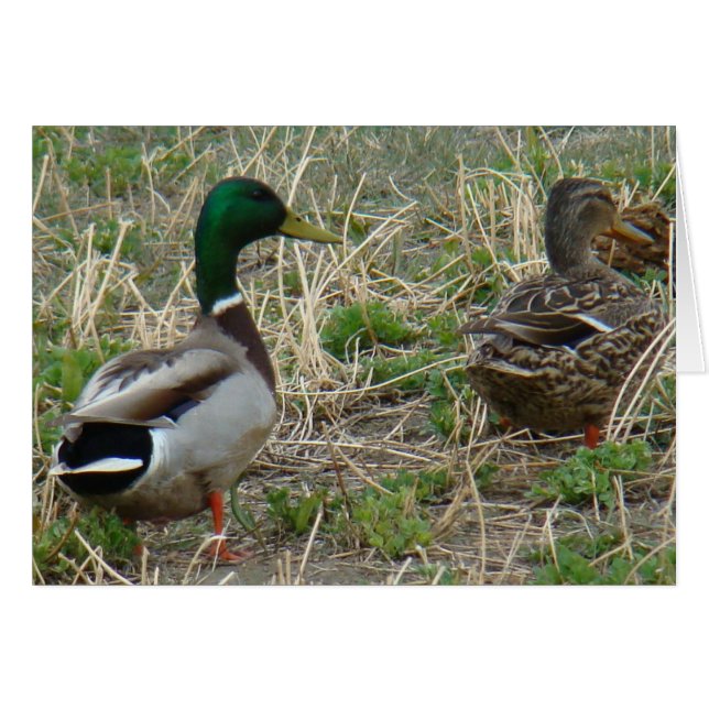 Par de patos mallard B12 (Anverso (Horizontal))