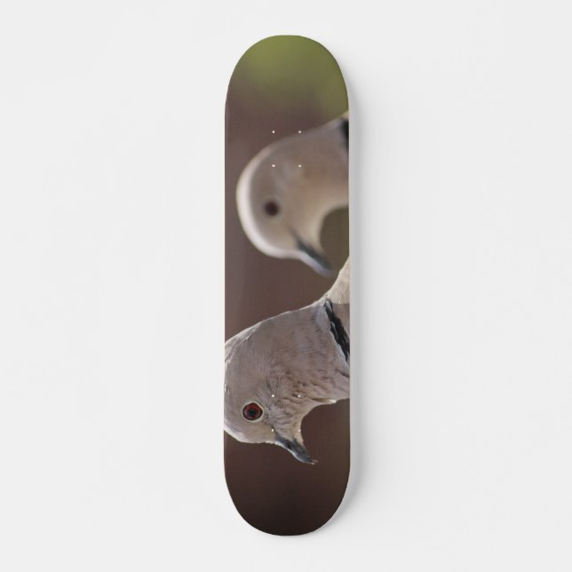 Par de Pigeons Skateboard (Anverso )