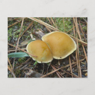 Par de tarjetas postales Gold Creme OBX