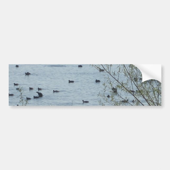 Para Coche Pegatina de parachoques de las aves del lago (Frente)