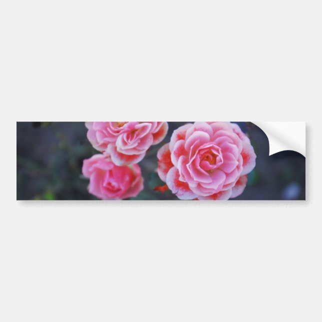 Para Coche Pegatina de Rosas (Frente)
